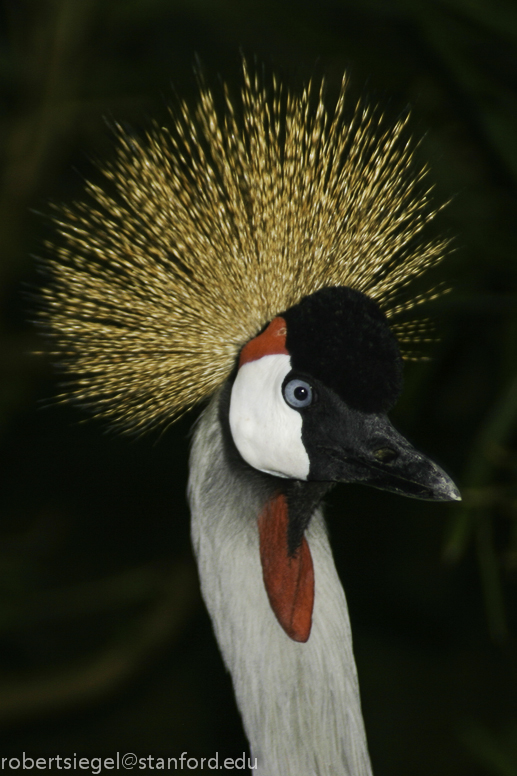 crowned crane